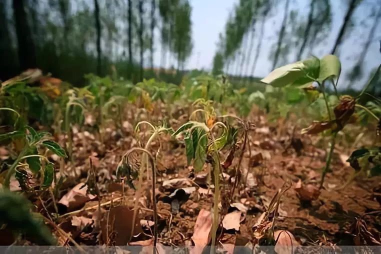 市面有機肥種類混雜，如何選擇適合自己的肥料？