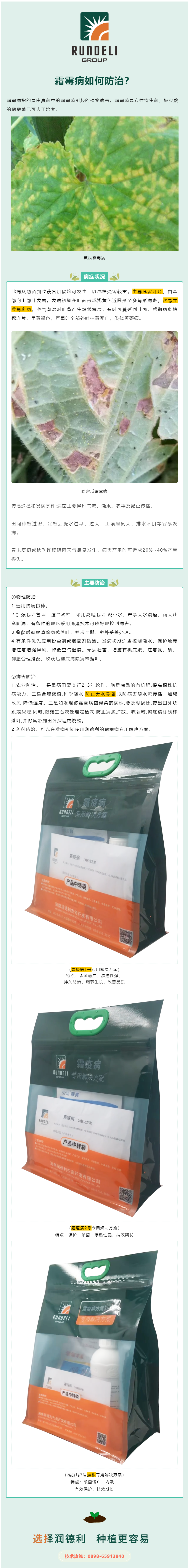 霜霉病容易并發(fā)角斑病，該如何防治？.png