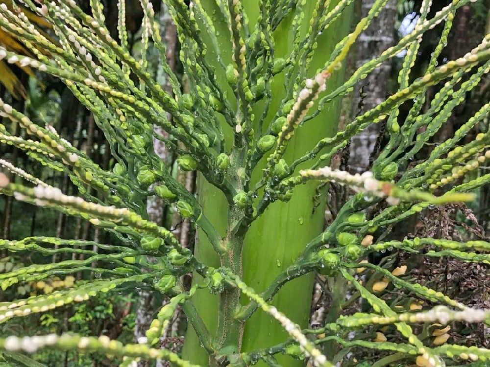 檳榔落花落果的原因是什么？如何防治？