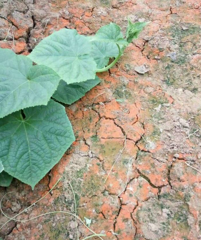 地里長青苔、紅苔咋整？農(nóng)技員教你根治！